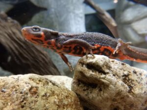 イモリとヤモリの違い完全解説！見分け方、生態、生活習慣の徹底比較