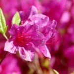 「ツツジとさつきの違い」開花時期や特徴を徹底比較！見分け方と育て方