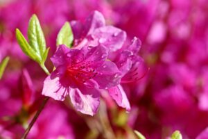 「ツツジとさつきの違い」開花時期や特徴を徹底比較！見分け方と育て方