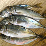 月下美人 ・ ソアレ 徹底 比較 ！失敗しないアジングロッド選びのコツ