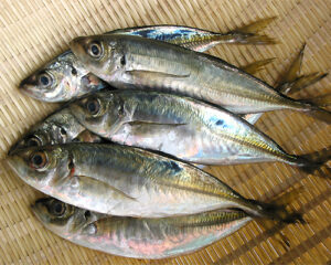 月下美人 ・ ソアレ 徹底 比較 ！失敗しないアジングロッド選びのコツ